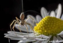 無風也飛翔！電場提供動力助蜘蛛“起飛”-頭條楓林網