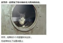這隻貓就是二戰期間一隻傳奇的艦貓——奧斯卡-頭條楓林網