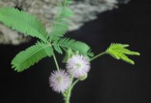 含羞草怎麼養-頭條楓林網