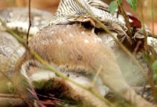 印度攝影師捕捉到岩蟒反芻斑點鹿 畫面罕見-頭條楓林網