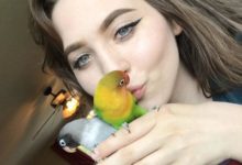 鸚鵡戀愛後和女友生下四個寶寶，整個互聯網都被他們的愛融化了-頭條楓林網