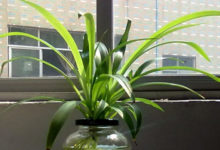 剪下的小吊蘭能水培嗎-頭條楓林網