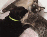 主人拍到家裡這3隻貓在互相的舔毛，竟沒有爭風吃醋，場面一度...-頭條楓林網