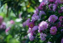 薔薇花焉了怎麼辦-頭條楓林網