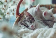 鮮寵機密為寵物提供定製化方案；安安寵醫「文明養犬」活動落幕-頭條楓林網