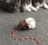 終於不得不接受了自己變胖的事實-頭條楓林網