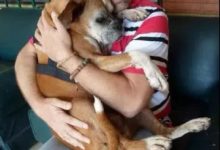 原來長壽狗狗都有一個共同特點，就是主人的這個舉動……-頭條楓林網