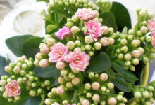 長壽花隻長葉子不開花-頭條楓林網