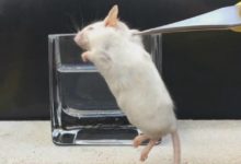 用 AI 驗毒，小白鼠有救了？-頭條楓林網