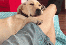 哪一瞬間讓你覺得養狗特別幸福？狗子有多甜，主人最清楚！-頭條楓林網