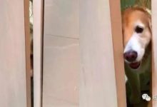 每次上廁所都有個跟屁蟲……狗狗一臉猥瑣：主人，容我進來可好？-頭條楓林網