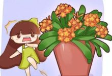 他家的君子蘭，大熱天竟然開成了花球，1個花苞長40朵！-頭條楓林網