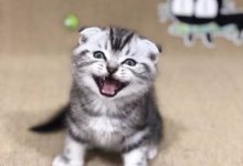 家裡有隻愛笑的狗子喵星人，除了寵著還能怎麼辦呢-頭條楓林網