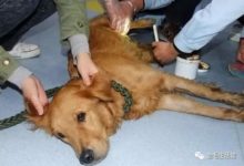 金毛被人販子從肚子取走小金毛-頭條楓林網