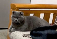 寵主外出聚會深夜才回家，貓咪在家等得不耐煩，做出的表情把主人嚇壞了！-頭條楓林網