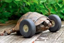 烏龜被老鼠咬斷前腿，主人給它裝上了2個輪子！烏龜：再也不用擔心賽跑輸給兔子了！-頭條楓林網