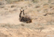 印軍狙擊手在進入陣地時卧倒瞬間 像一隻倒霉的兔子-頭條楓林網