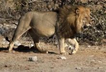 三隻獅子走路東倒西歪的 莫非晚上「應酬」也很多-頭條楓林網