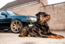 最佳防暴犬—羅威納犬，是我這輩子養過最好的犬-頭條楓林網