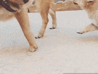 確認過眼神，是個有演技的狗子。。。-頭條楓林網