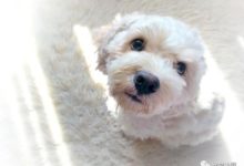 正確訓練狗狗服從指令 五個小技巧助你的狗狗早日「聽聽話話」-頭條楓林網