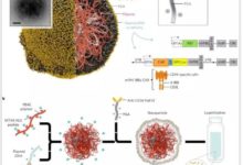 華人科學家開發的納米顆粒能夠顯著提高CAR-T有效性-頭條楓林網