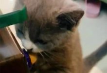 一向溫和親近的小喵居然為了一塊糖和主人大打出手，真是反天了-頭條楓林網