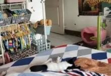 主人曬愛犬萌照，網友卻發現亮點：這柜子里的衣服都是狗的？-頭條楓林網