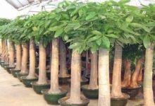 發財樹施肥用什麼-頭條楓林網