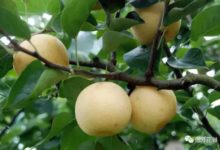 奇芳花谷的梨成熟了，速來！-頭條楓林網