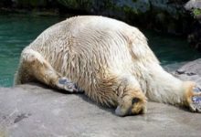 當「酒鬼」喝醉後是什麼樣子，看到最後一隻簡直忍不住要笑噴！-頭條楓林網