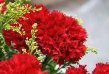 康乃馨夏季怎麼養-頭條楓林網