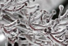 科學家發現一種歷史久遠的細菌，可能是人類長壽的關鍵-頭條楓林網