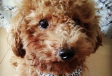 難以置信！1個月前送給父母的泰迪，如今竟認不出來是什麼品種了-頭條楓林網