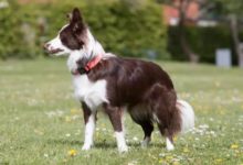 在遛邊境牧羊犬時要掌握主導地位-頭條楓林網