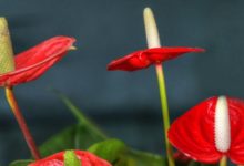 水培紅掌怎麼養-頭條楓林網