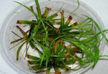 水培水竹怎樣養-頭條楓林網