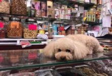 我養好我的狗，你閉上你的嘴！-頭條楓林網