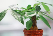 發財樹澆水往哪裡澆-頭條楓林網