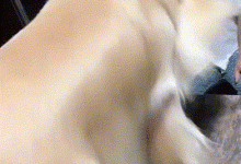 賽級金毛自帶「男主光環」，網友：這才是金毛！以前見的都是黃毛-頭條楓林網