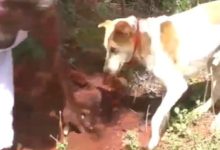 小狗沉痛悼念逝去牛夥伴 深厚友誼感動眾人-頭條楓林網