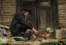 老人收養了只流浪金毛，當主人老生病後，金毛撿瓶子為老人掙藥費-頭條楓林網