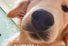 主人要假裝要燉狗肉，狗狗竟然這樣做，主人瞬間淚崩…-頭條楓林網