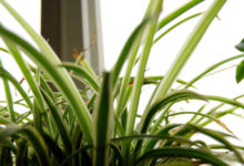 金邊吊蘭怎麼養長的好-頭條楓林網