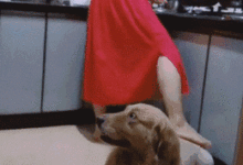 很忙的時候遇到黏人的小妖精，主人的做法絕了...-頭條楓林網