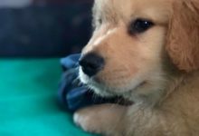 主人想要拍小金毛的隱私，被大金毛給捂住了，發現一隻護弟狂魔-頭條楓林網