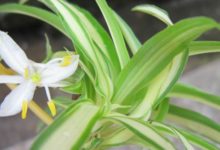 吊蘭怎麼養-頭條楓林網