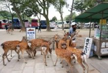 奈良小鹿快撐死了，兔島的兔子卻遭遇饑荒，當地政府發來了「求救信」！-頭條楓林網