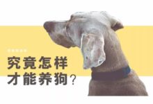 更新！那個左右為難的女孩最終領養了Blue-頭條楓林網