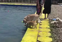 柯基看到水淺便跟著拉布跳了進去，卻被水淹，拉布：我們不一樣-頭條楓林網